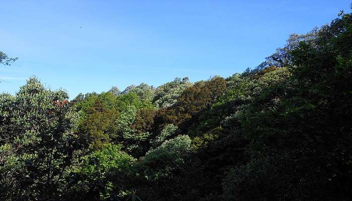 Trees of Binsar Wildlife Sanctuary