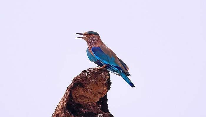 Bird watching at Borra Caves Vizag