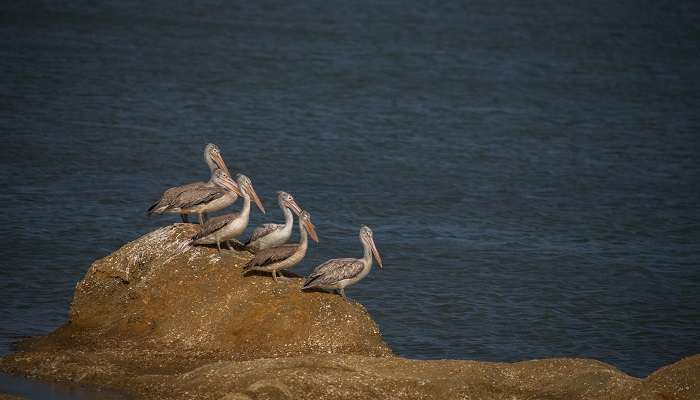 Spot-billed pelicans are native to the national park