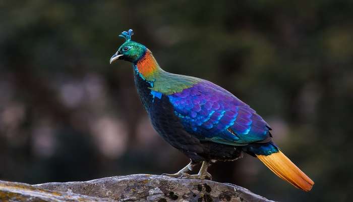 Himalayan Monal is one of the birds you can see in Chopta in summer