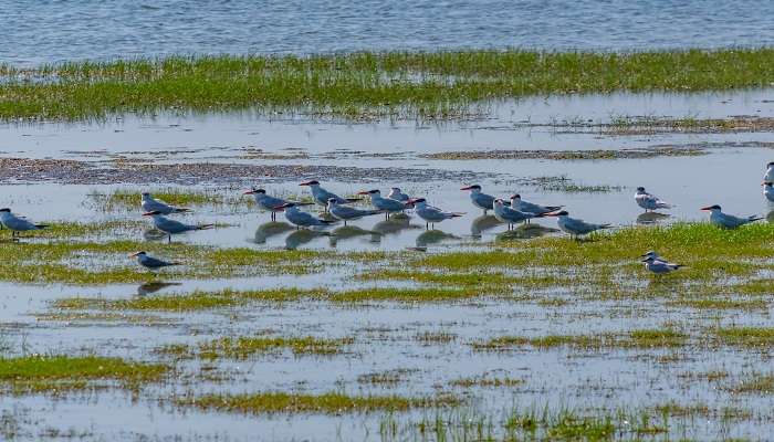 The Caspian Terns at the Bundala National Park