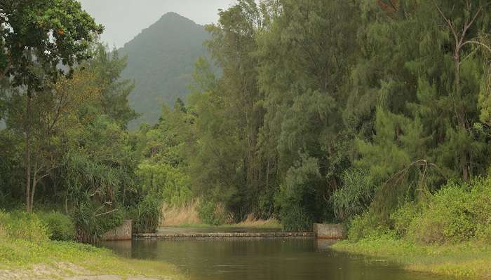  Dense jungle of the Con Dao National Park.