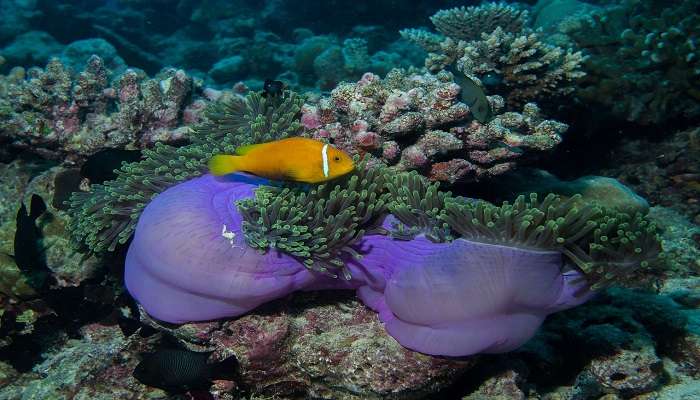 Vibrant coral reef at Phi Phi. 