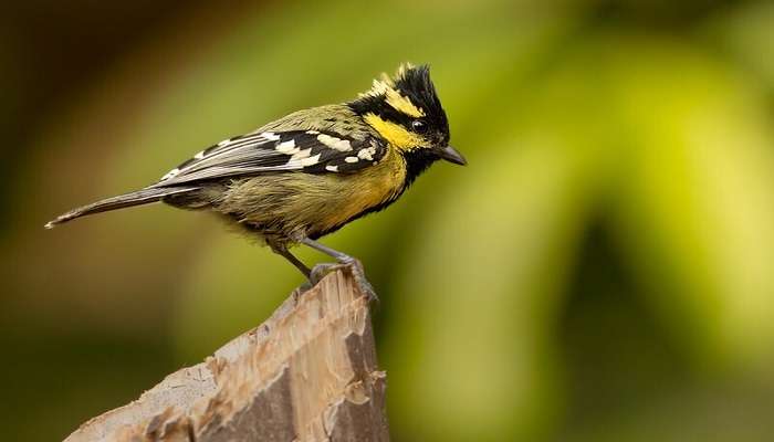 See birds at theDandeli Wildlife Sanctuary