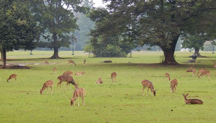 The deer park in Almora and get the pictureseque view