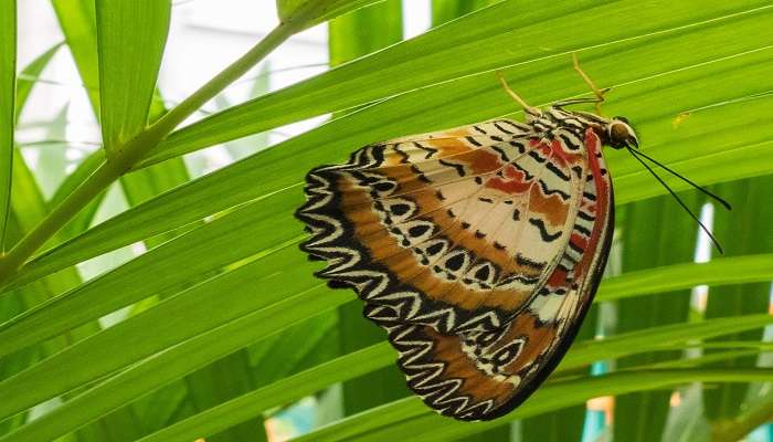 Beautiful insects in Prani Pet Sanctuary of Bangalore