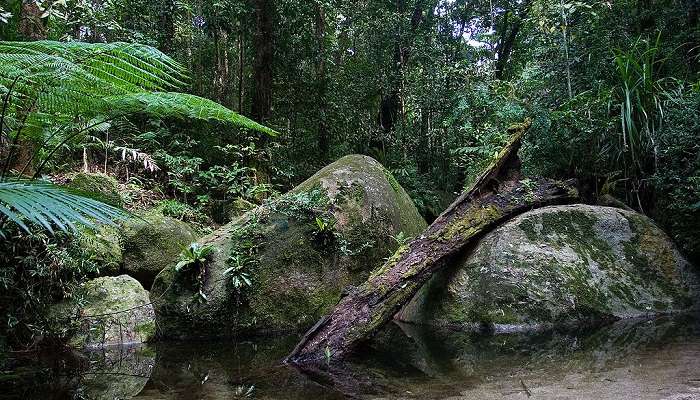 Greenery at Daintree Rainforest 