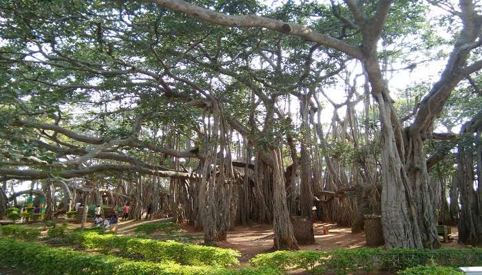  Reach the imposing Big Banyan Tree and relax in the lap of nature.