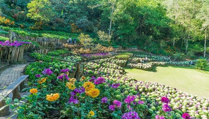Beautiful flowers at Mae Fah Luang Arboretum 