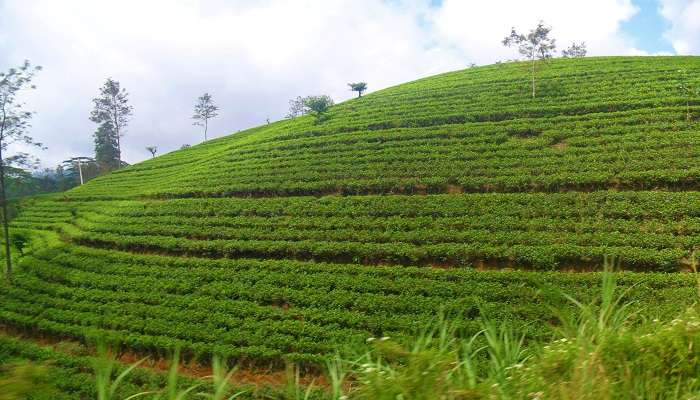 Domaine de thé Pedro, C’est l’une des meilleurs endroits à visiter à Nuwara Eliya