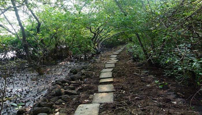 Dr. Salim Ali Bird Sanctuary is one of the top places to visit in Goa with your friends