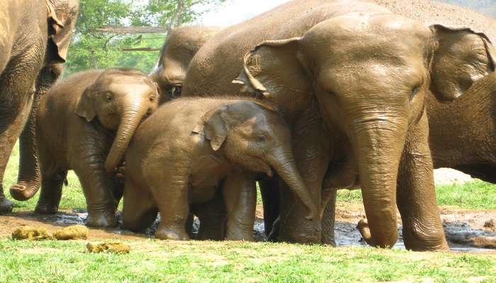 Elephant family at Elephant Nature Park located near Doi Mae Salong. 
