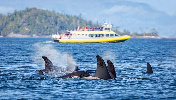 e watch the whale for the best adventurous things to do in Kgari
