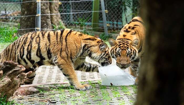 View of tigers licking a block of ice in Tiger Kingdom in Thailand
