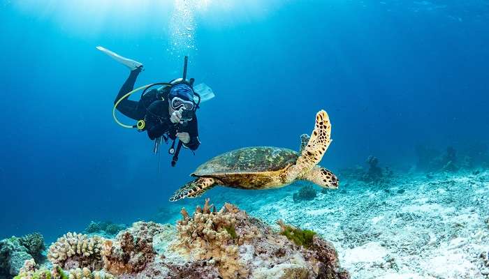 Man capturing Hawksbill Turtle swimming over coral reef in the blue sea at Beau Vallon