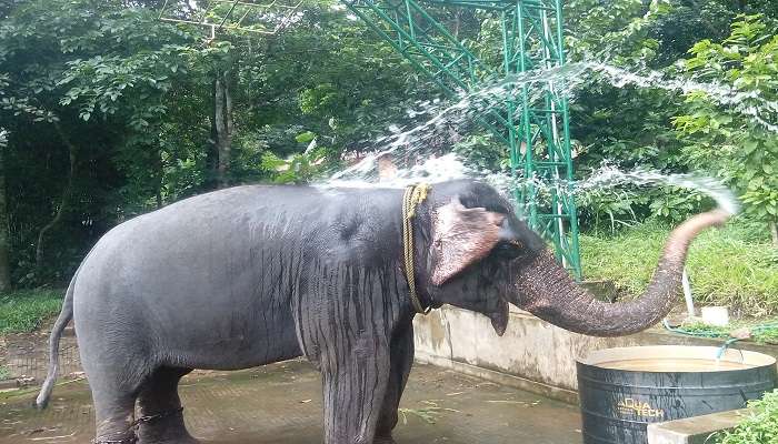 Elephants enjoying the Konni reserve forest are the best things to do at Pathanamthitta.