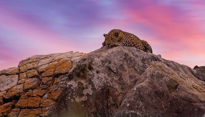 Sri Lankan leopard taking a nap on a rock near Mangrove Beach Cabana
