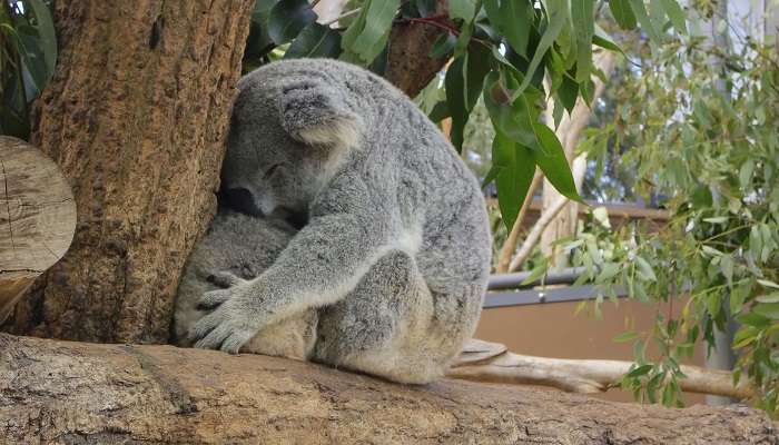 Koala Bear sitting on eucalyptus tree at Taronga Zoo Australia