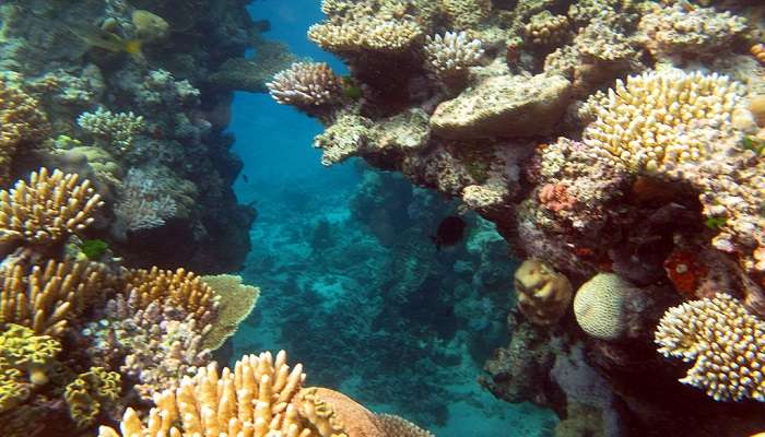 Exploring the underwater corals at the Great Barrier Reef is one of the best things to do in Cairns Queensland