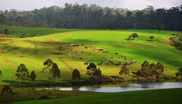 Ferme Ambewela, C’est l’une des meilleurs endroits à visiter à Nuwara Eliya