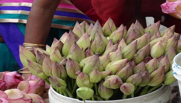 Beautiful Lotuses for sale at Sri Padmavathi Ammavari Temple in Tirupati.