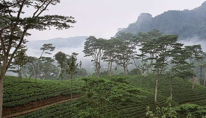 Tea is the main drink because of the number of tea plantations