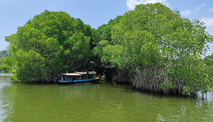 Mangrove Forest near Ashtamudi Lake