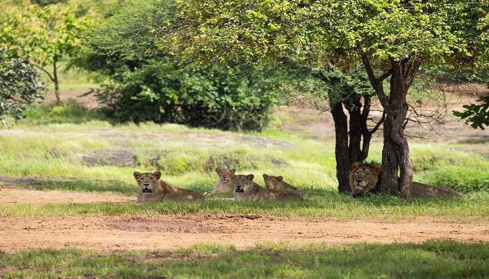 Lions In Gir National Park, Gujarat