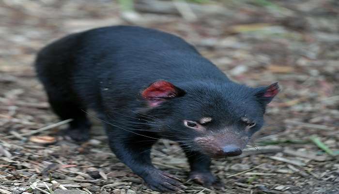 Exciting young Tasmanian Devil at Cradle Sanctuary near Cradle Mountain