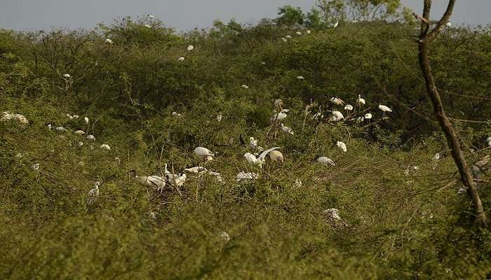 Waterbirds at the nest in Gudavi Bird Sanctuary 