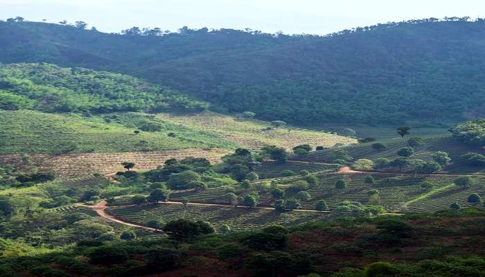 Panoramic view of Doi Mae Salong tea plantations. 