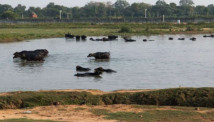 Buffaloes bathing in Uttar Pradesh’s Kiraoli