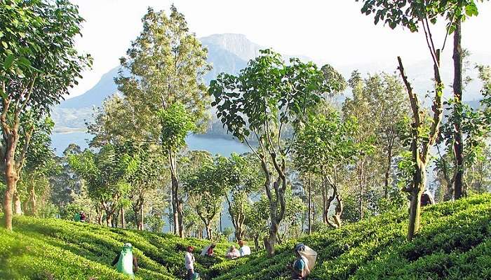 Know the history of Bluefield Tea Gardens in Sri Lanka