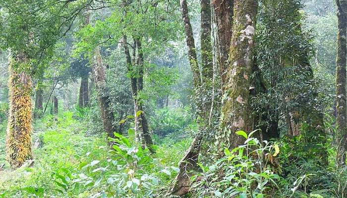 Evergreen forest at Hoang Lien National Park. 