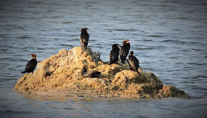 Bird spotted at Crow Island