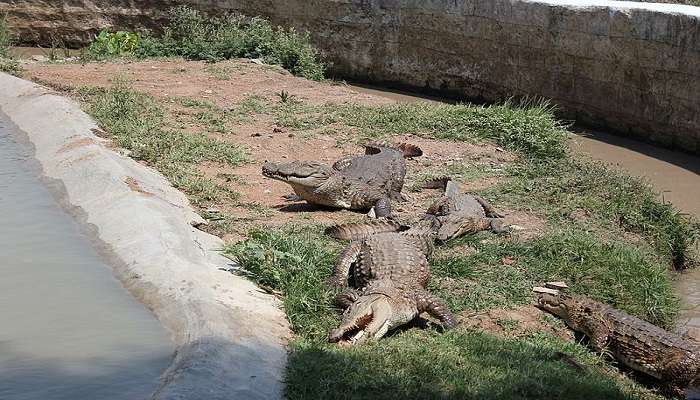 Crocodiles having sunbath at the sanctuary