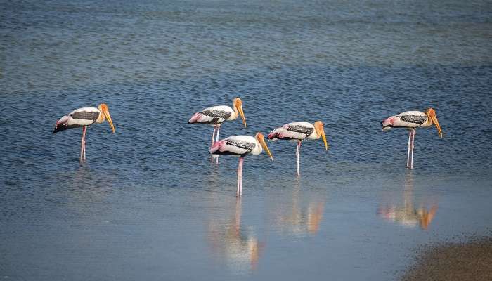 Flamingos in the Lake of Bundala National Park