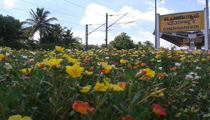  a beautiful garden of flowers at the Chenagannur railway station. 