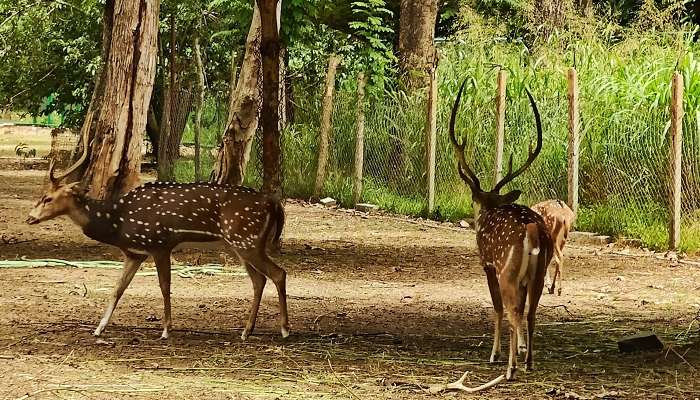 Go on wildlife spotting at Nisargadhama Coorg