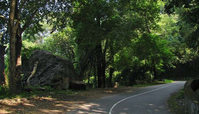 The beautiful road in Kerala