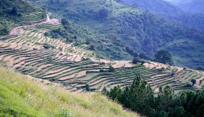 Terrace Farming in Ukhimath , Uttarakhand.