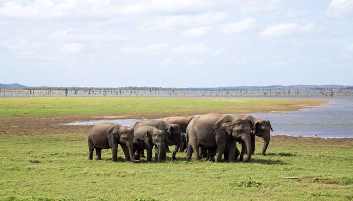 Herd of elephants at Kaudulla National Park Sri Lanka