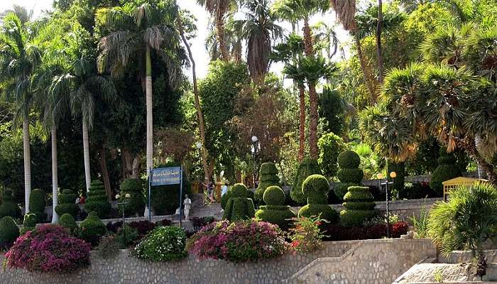 Captivating views of Aswan Botanical Garden, one of the Wonderful things to do in Aswan.