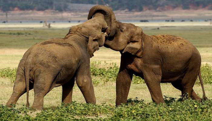 Elephants fighting at Kaudulla National Park Sri Lanka