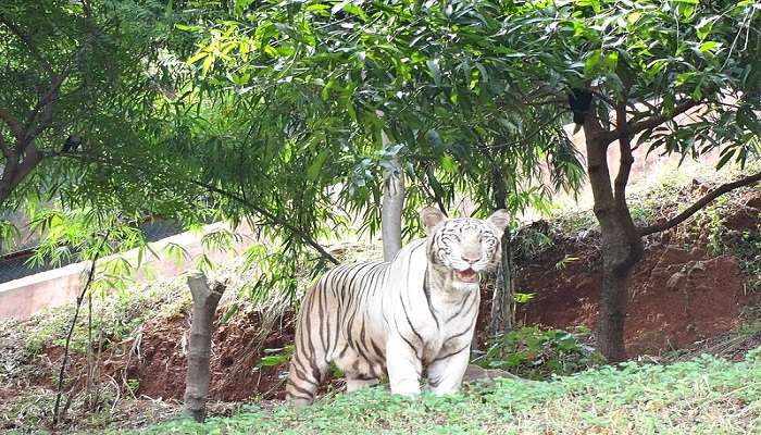 A white Tiger spotted at the Indira Gandhi Zoological Park