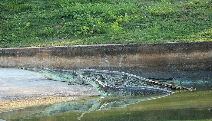 Indira Gandhi Zoological Park is a nearby tourist attraction 