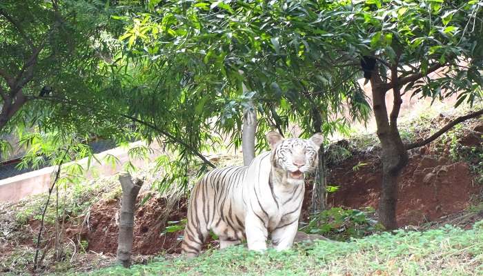 Capturing animals at Indira Gandhi Zoological Park