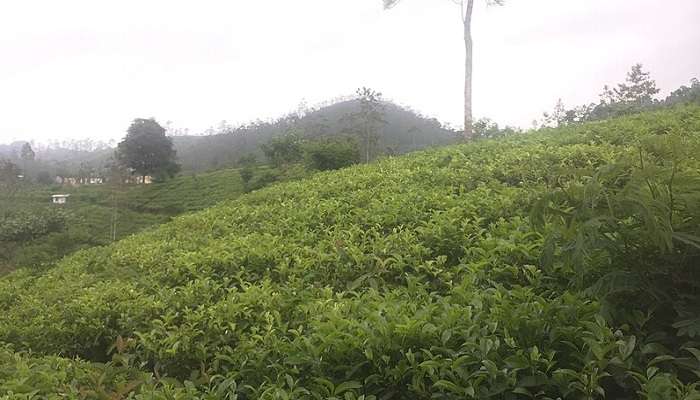 Tea estate tour in Lipton’s Seat Sri Lanka