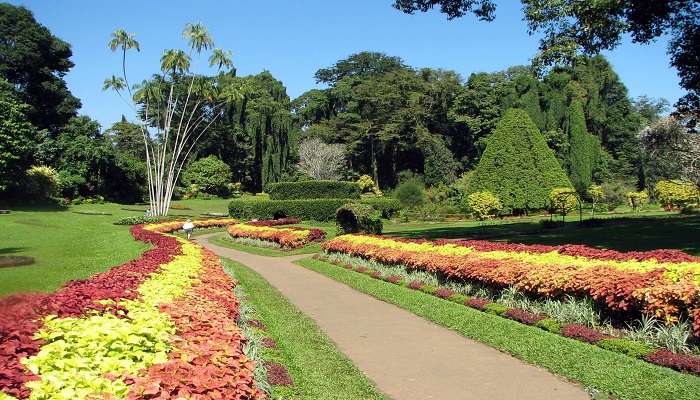 Jardins botaniques de Perandeniya, C’est l’une des plus beaux endroits du Sri Lanka