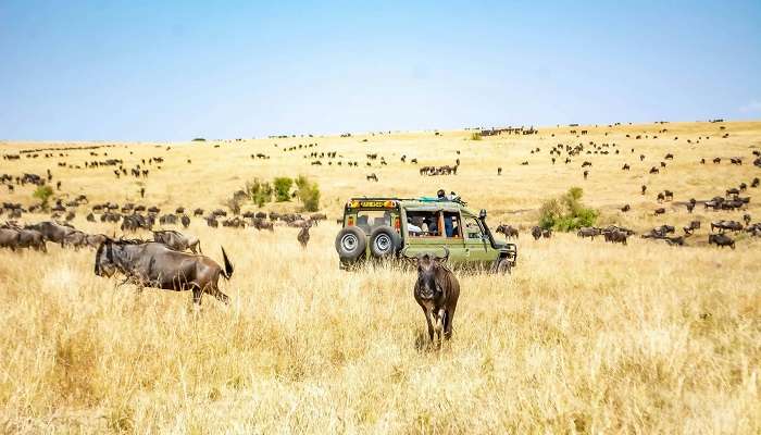 Moon Plains Nuwara Eliya’s jeep safari is popular for a guided tour